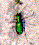 (cool green bug pic)